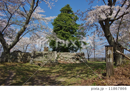 三春の春 11867866