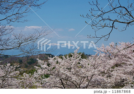 三春の春 11867868