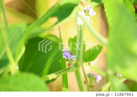 大豆の花 大豆の花 11867901