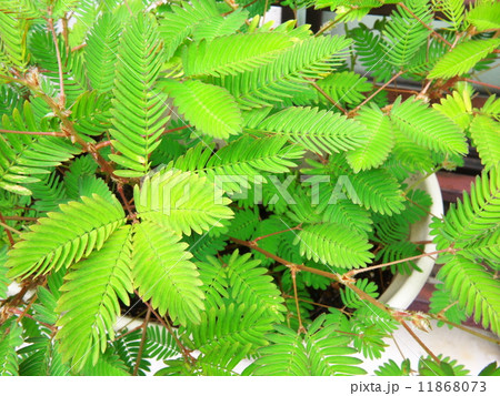 オジギソウ 11868073