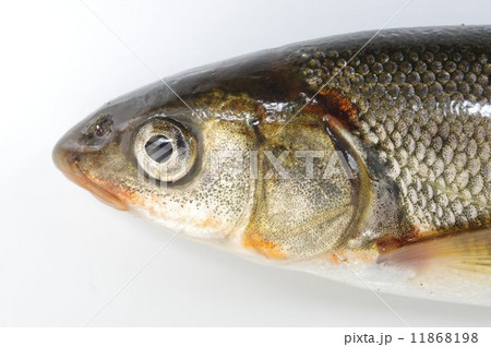 ウグイ（うぐい）　頭部 11868198