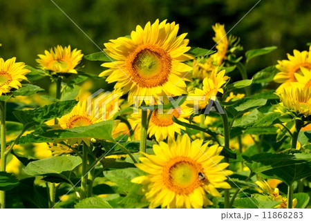 ヒマワリ畑 11868283