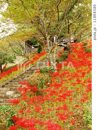 佛隆寺の彼岸花 11868380