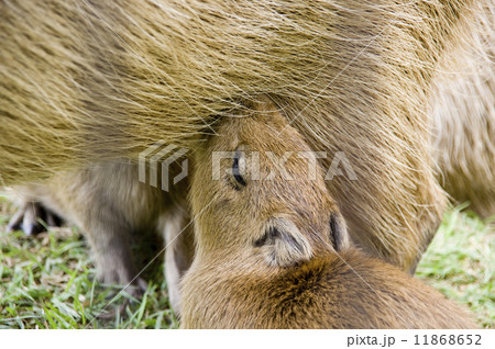 シャボテン公園 カピバラ 11868652