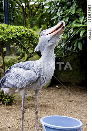 シャボテン公園 ハシビロコウ シャボテン公園 ハシビロコウ 11868665