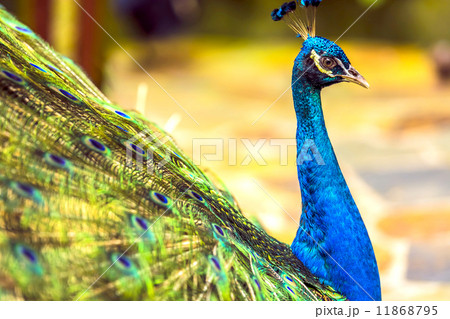 Peacock Peacock 11868795