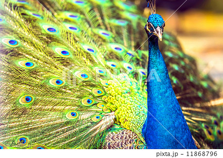 Peacock Peacock 11868796