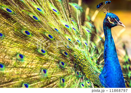 Peacock Peacock 11868797