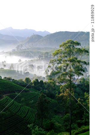 紅茶畑 11869029