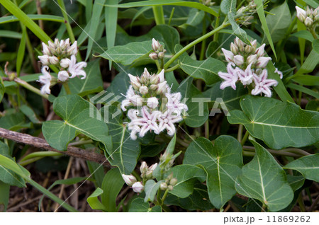 ガガイモの花 11869262