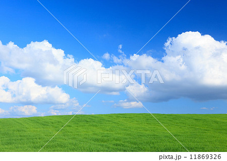 北海道　美瑛町　青麦畑と雲 11869326