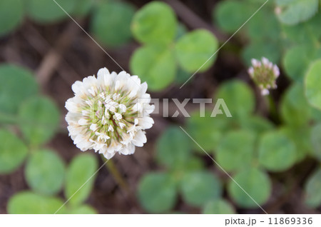 シロツメグサの花 シロツメグサの花 11869336