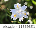 紫陽花 11869351