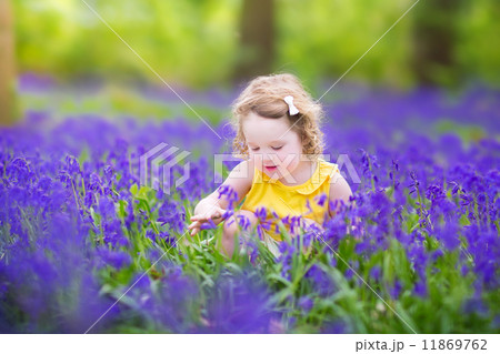 Cute toddler girl in bluebell flowers in spring Cute toddler girl in bluebell flowers in spring 11869762