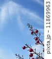 青空と南天 11869963