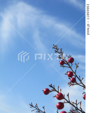 青空と南天 11869963
