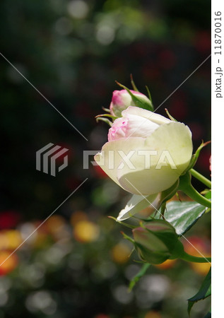 薔薇 薔薇 11870016