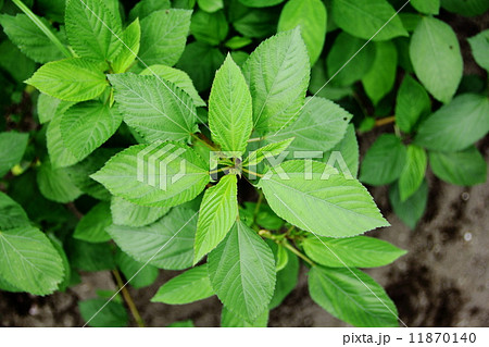 モロヘイヤ 11870140