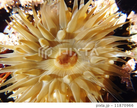 磯巾着の写真素材