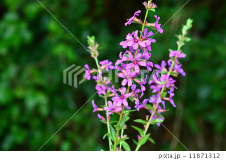 ミソハギ 11871312