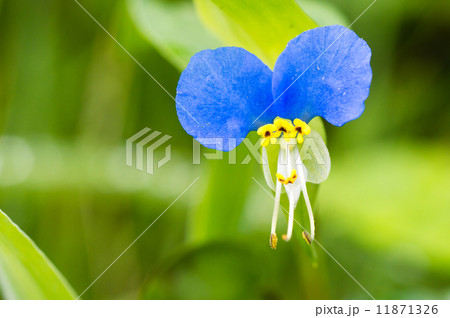 露草 露草 11871326