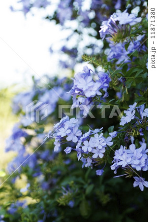 ルリマツリ 11871380