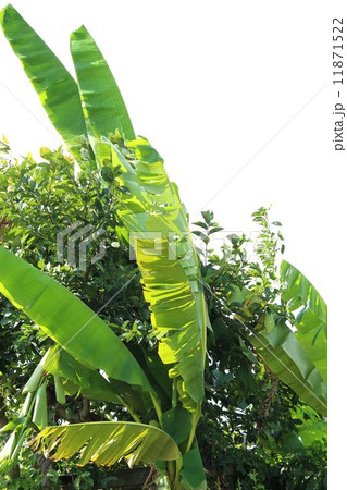風に揺れるバショウの葉 11871522