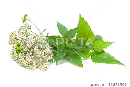 yarrow and nettle on white background 11871591