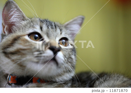 Cat Cat 11871870
