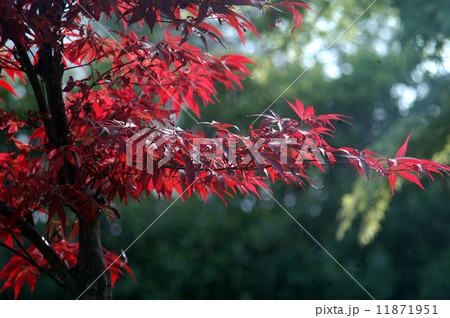 背景 バックグラウンド バックグランド 11871951