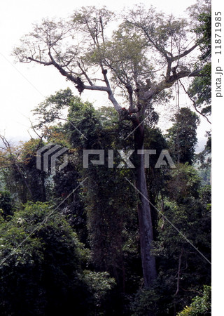 カクム国立公園　熱帯雨林 11871985
