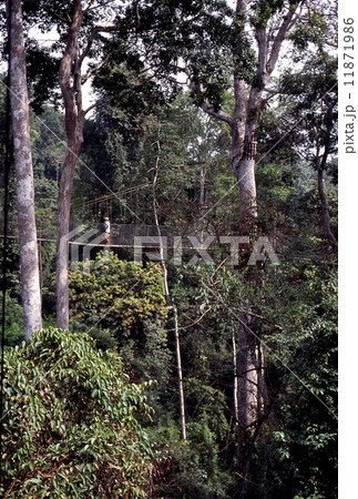 カクム国立公園　吊り橋 11871986