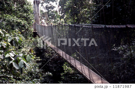 カクム国立公園　吊り橋 11871987