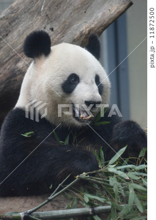 かわいいジャイアントパンダ 11872500