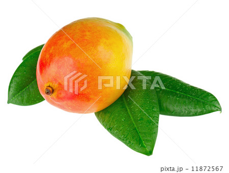 Fresh mango fruit with green leaves isolated on white background 11872567