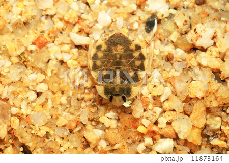 トゲナベブタムシ 11873164