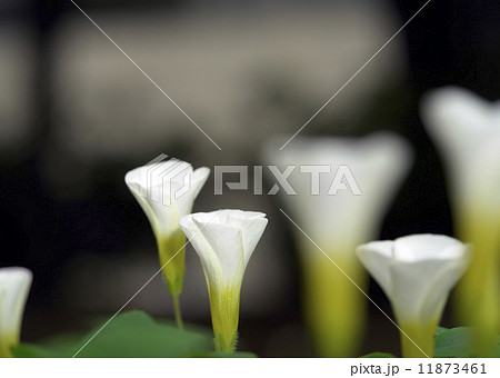 フヨウカタバミ  11873461