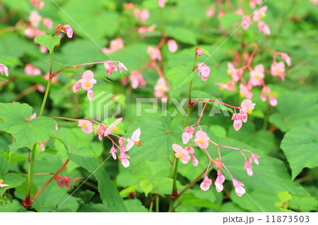 シュウカイドウの花 シュウカイドウの花 11873503