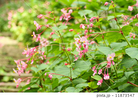 シュウカイドウの花 11873547