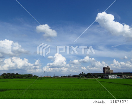 青田の風景 11873574