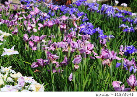 北潟湖花菖蒲園 11873641