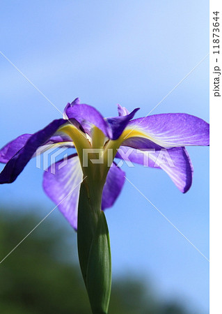 北潟湖花菖蒲園 北潟湖花菖蒲園 11873644