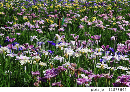 北潟湖花菖蒲園 11873645