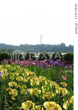 北潟湖花菖蒲園 11873646