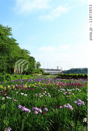 北潟湖花菖蒲園 11873653