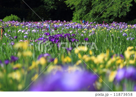 北潟湖花菖蒲園 11873658