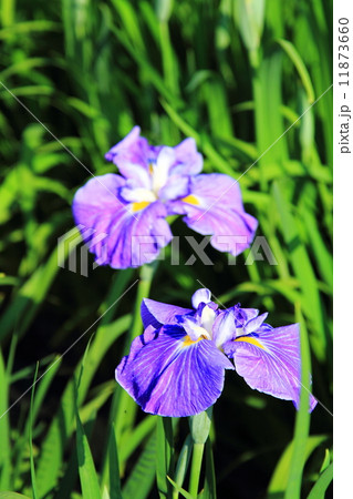北潟湖花菖蒲園 11873660
