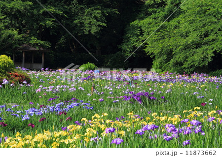 北潟湖花菖蒲園 11873662