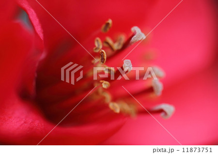 ボケの花 ボケの花 11873751