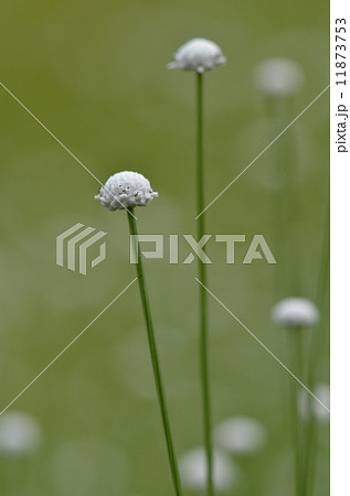 シラタマホシクサ 11873753